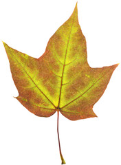 Red Autumn Maple Leaf isolated on a transparent background. Completely in focus.