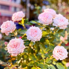 Fragment of the alley of  roses after the rain in Kiev, Ukraine.