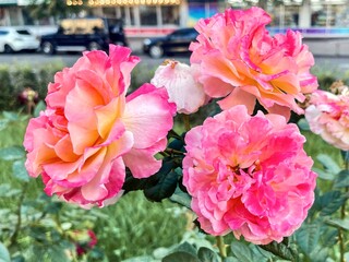 Fragment of the alley of  roses after the rain in Kiev, Ukraine.