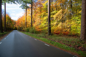 Asphalted provincial road through the forest with colorful autumn trees.