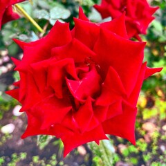 Fragment of the alley of  roses after the rain in Kiev, Ukraine.