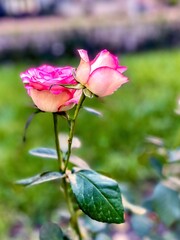 Fragment of the alley of  roses after the rain in Kiev, Ukraine.