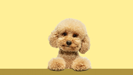 Portrait of adorable, cute, purebred dog, Poodle calmly looking at camera again light yellow background. Concept of animal, pet care, vet, joy and fun. Copy space for ad, text