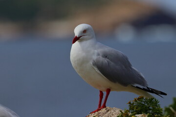 silver gull chick