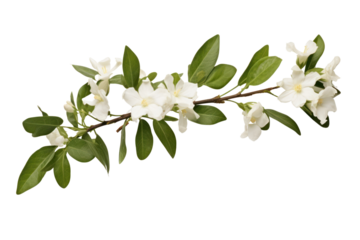 Elegant branch of white jasmine in full bloom with smooth white petals and dark green leaves, isolated for a minimalist white background.