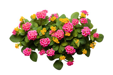 Obraz premium Detailed view of a pink and yellow lantana bush, showcasing the vibrant floral display and rich green foliage against a stark white background