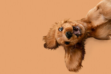 Beautiful, happy purebred Cocker Spaniel dog lying with smiling muzzle and funny ears standing...