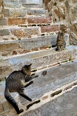 Dramatic situation: two cats and a small chick