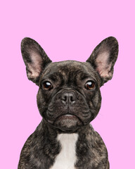 Portrait of beautiful, black purebred French Bulldog dog with calmly and looking at camera against pink background. Concept of animal, pet care, vet, joy and fun. Copy space for ad, text