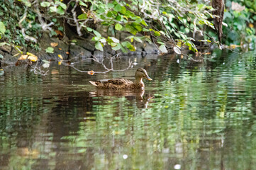 Versteckte Ente bei Blättern am Wasser