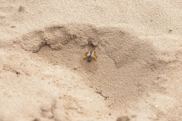 Close up Pantaloon bee, Dasypoda hirtipes, digging a nest tunnel in the Balloërveld nature reserve in the Dutch province of Drenthe on the edge of the Drentsche Aa National Park