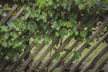 fence with green grass