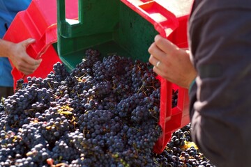 Vendanges en Bourgogne.