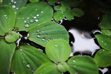 Close-up of water lettuce covered in water droplets.  