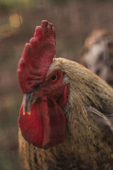 rooster in the farm