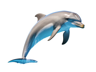 a dolphin jumping out of water