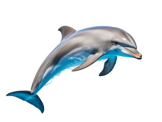Fototapeta premium a dolphin swimming in the water