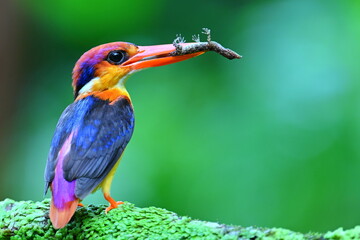 Oriental dwarf kingfisher