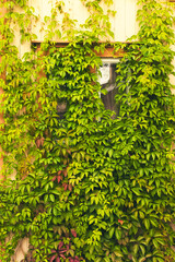 ivy on wall