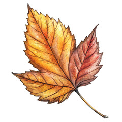 Autumn Leaves on Isolated Background PNG