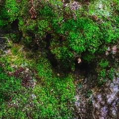 Moss Rock Surface Closeup Green Natural Textured Background Organic Detail