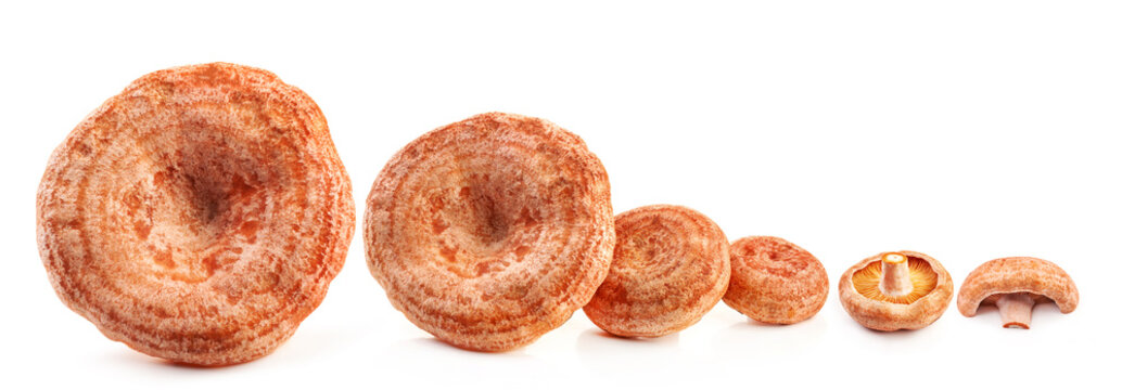 Saffron milk caps (Lactarius deliciosus) isolated on a white background