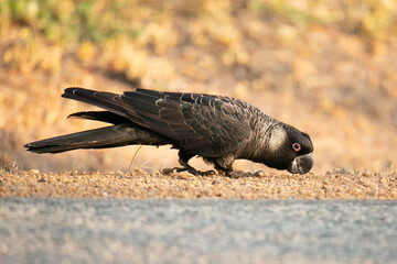 Carnaby's Black Cockatoo