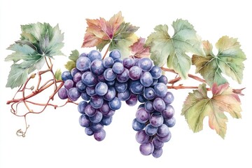Fototapeta premium Grapes on Vine