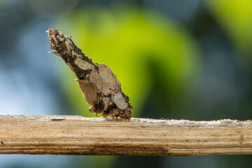 Bagworm moths (Psychidae)-that disguises itself with plant to avoid getting eaten by predators