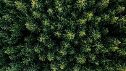 Aerial view of trees in forest in Germany