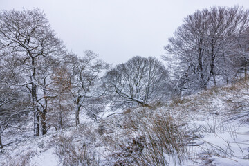 Snowy Serenity in Peak District National Park: A Peaceful Winter Landscape Featuring Bare Trees and Frosty Hills in Derbyshire, England