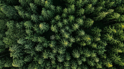 Aerial view of trees in forest