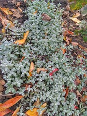 Autumn leaves on moss