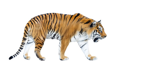 tiger walking isolated on white background