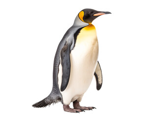 Fototapeta premium a penguin with a yellow and black head