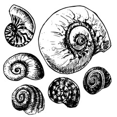 Shells - hand drawn vector illustration set   snails and nautilus © Renee