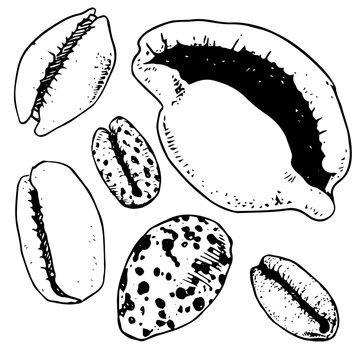 Cowrie shells - hand drawn vector illustration set