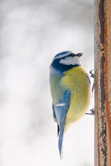 Side view of the blue tit at the feeding place in winter