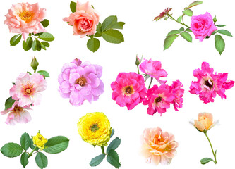 切り抜き透過素材セットー薔薇8