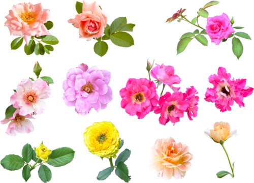 切り抜き透過素材セットー薔薇8