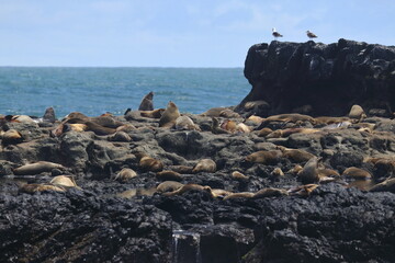 australian fur seal colony