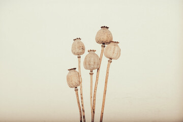 Dried poppy heads on a background.