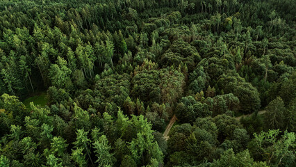 Panoramic View of Lush Pine Forest at a 45-Degree Angle