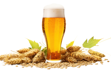Clear beer glass with light beer, surrounded by green hop cones, barley stalks, and malt grains scattered around on a white background