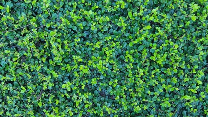 Green Leaves background. The texture of small round green leaves of the plant weaves under the tropical sunlight. The leaves are alternately light and dark green.