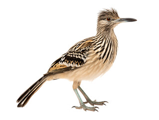 a bird with a long beak