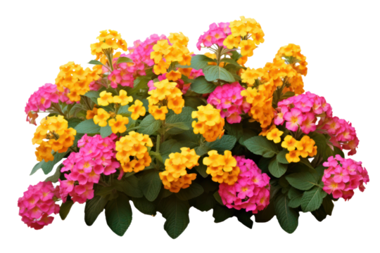 Beautifully arranged pink and yellow lantana bush with vivid blooms, isolated on white to emphasize the bright colors isolate on white background.
