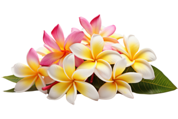 Arrangement of fresh frangipani flowers with a combination of fully bloomed and partially opened buds, isolated on a white background