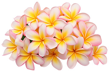 Fototapeta premium Arrangement of fresh frangipani flowers with a combination of fully bloomed and partially opened buds, isolated on a white background