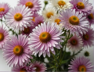 Obraz premium Symphyotrichum novi-belgii, purple asters on a white background